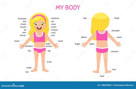 Afiche De Mi Cuerpo Niña Educada Muestra Su Cuerpo Con Anatomía Médica Ilustración Del Vector