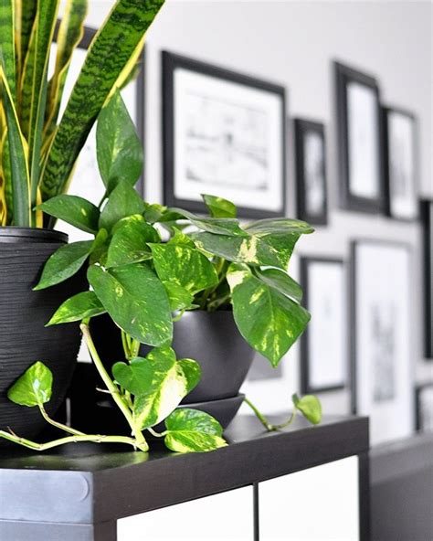 Top 10 Houseplants That Will Improve Any Rooms Interior Diy Around
