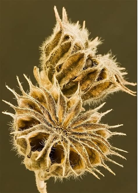 495 Best Pods Seeds Pollen Images On Pinterest Seed Pods Seeds And