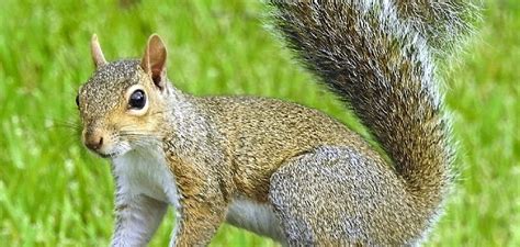 Squirrel Spiritual Meaning Symbolism And Totem Explained