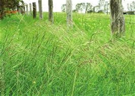 Chilean Needle Grass Information Day Cowra Council