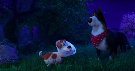 Video availability outside of united states varies. The Secret Life Of Pets 2 : The Rooster