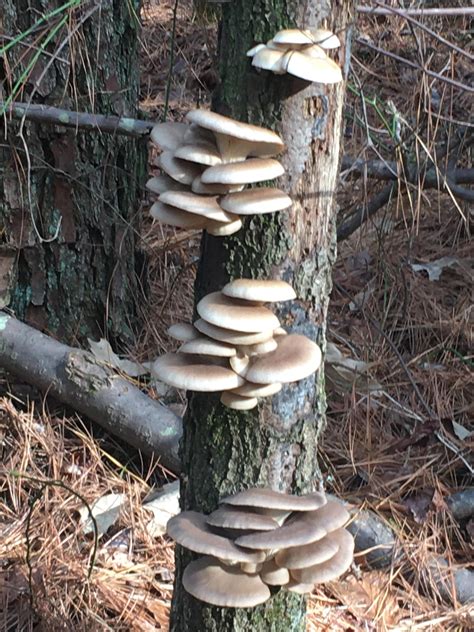 These Big Oyster Mushrooms I Found On A Rarely Used Trail Mushroom