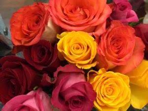 Music that is made to seamlessly repeat. Royalty Free Yellow Rose Meaning On Valentines Day - india ...