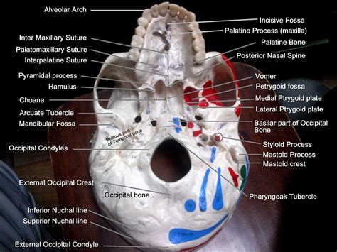 Anatomy Made Easy Inferior View Of The Skull