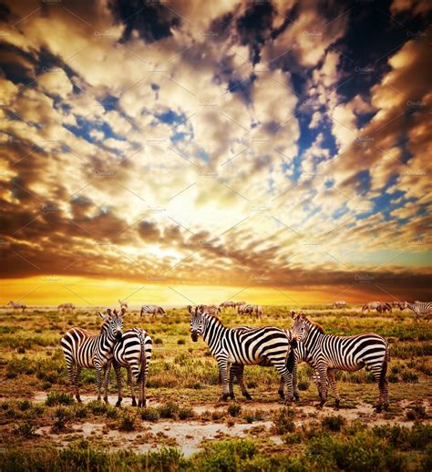 Zebras Herd On Savanna At Sunset ~ Animal Photos ~ Creative Market