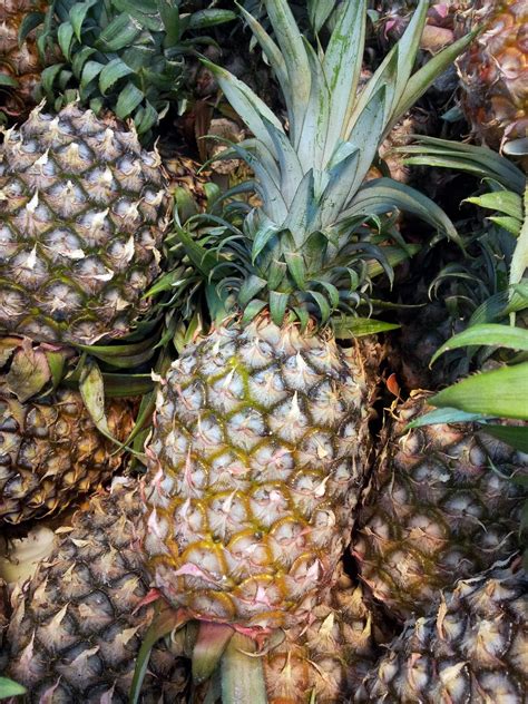 Pineapple Free Stock Photo - Public Domain Pictures