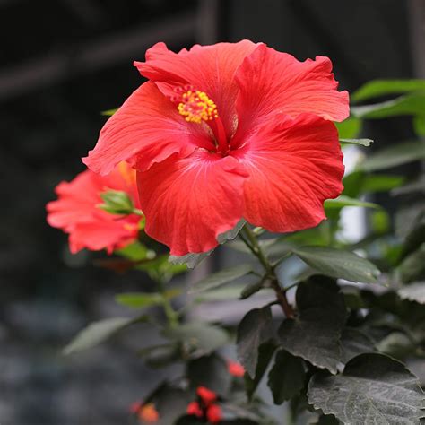 Red Tropical Hibiscus Trees For Sale