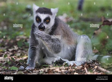 Ring Tailed Lemur Lemur Catta Eating Stock Photo Alamy