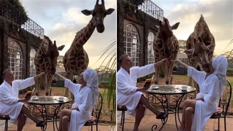 Viral Video Of Giraffe Attacks Woman In A Funny Way The Woman Felt Heavy To Have Fun With The