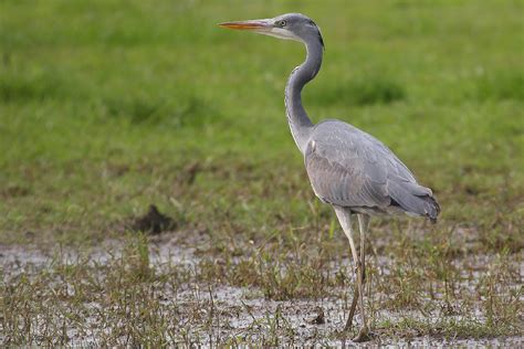 Rare Herons Photo Id Guide Birdguides