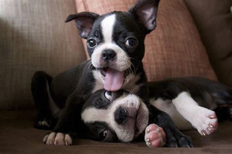 24 Of The Funniest Pictures Of Boston Terrier Dogs