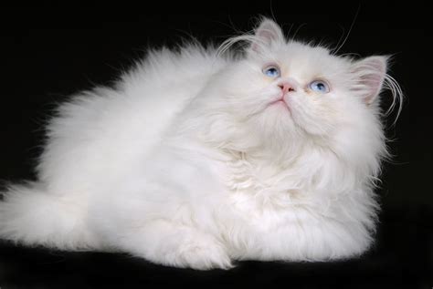 The Top 20 Mixed Cat Breeds In The World