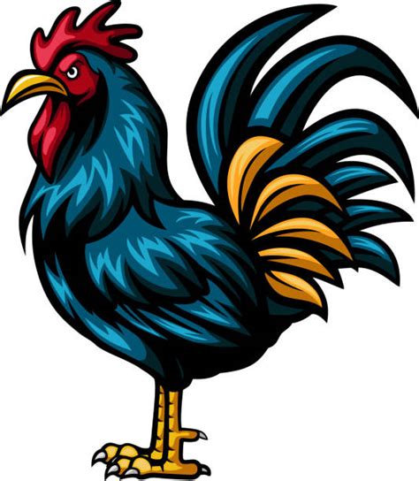 740 Angry Rooster Stock Illustrations Royalty Free Vector Graphics And Clip Art Istock
