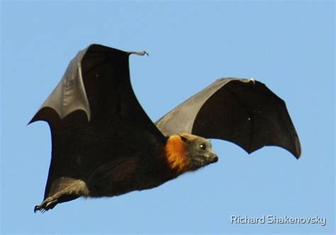 Australias Flying Fox In Flight By Richard Shakenovsky Redbubble