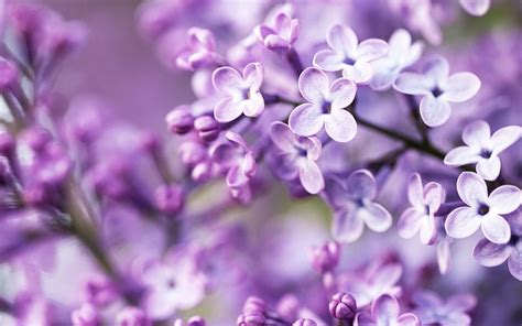 Free Download Spring Flower Wallpapers Screensavers And Backgrounds