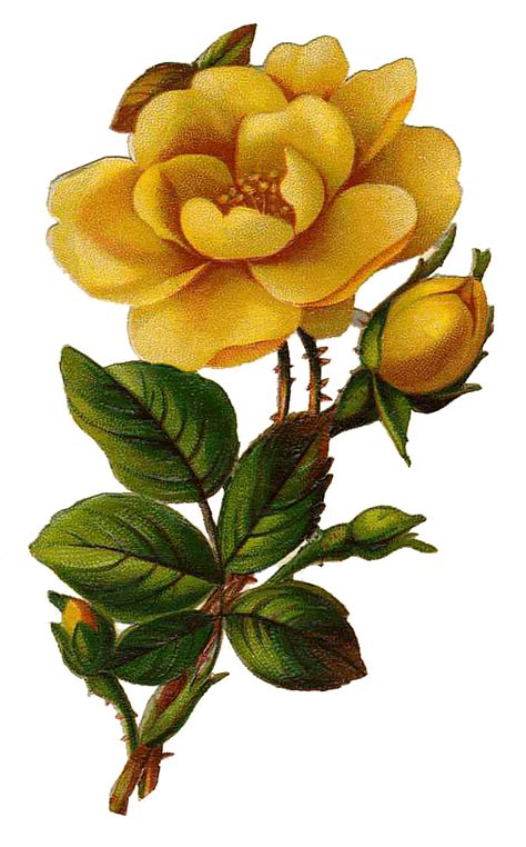 Leaping Frog Designs Vintage Yellow Rose Free Png Image