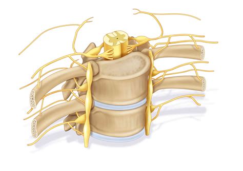 Definición de la raíz del nervio espinal Medicina Básica
