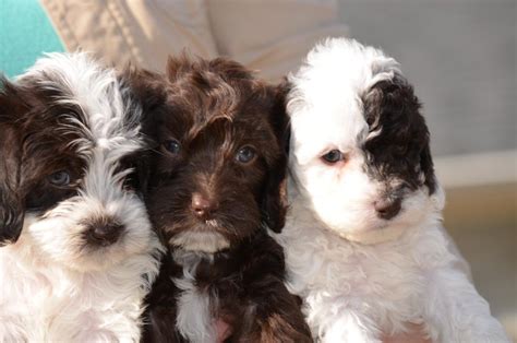 Miniature labradoodles have floppy ears that drop down, which are more prone to ear infections. Mini Labradoodle Puppies