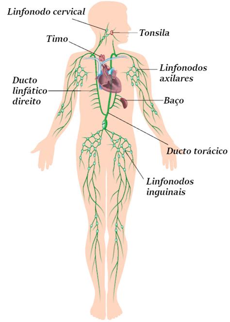 Compartilhar imagens images que líquido circula no interior dos vasos do corpo humano br