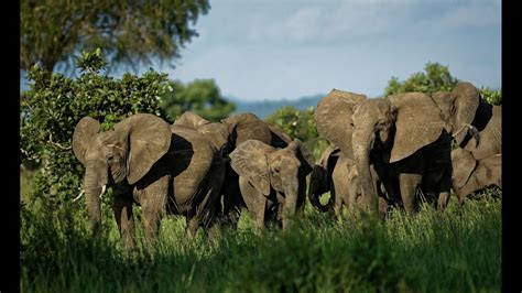 Botswana Holds Auctions For Elephant Hunting Licenses After Lifting Ban
