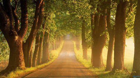 Trees Along The Road Wallpapers Wallpaper Cave