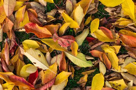 Yellow And Red Autumn Leaves Lying On A Meadow Stock Image Image Of