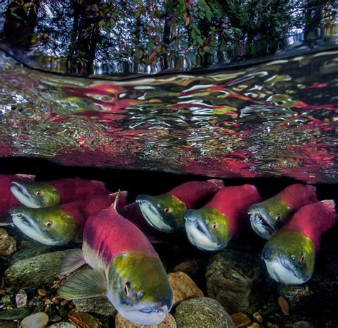 Sockeye Salmon Migration British Columbia Canada Photograph By David