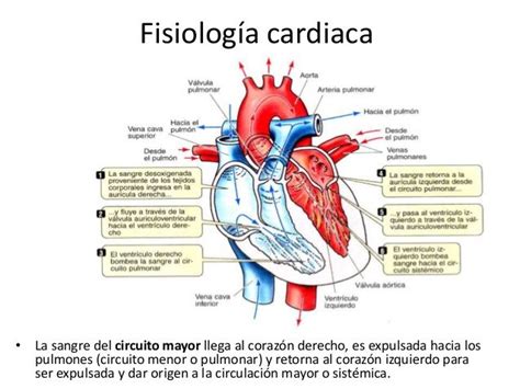 Circulacion Cardiaca Anatomia Y Fisiologia Humana Anatomia Anatomia Images