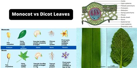 Monocot And Dicot Leaves Definition Structure Differences And Examples