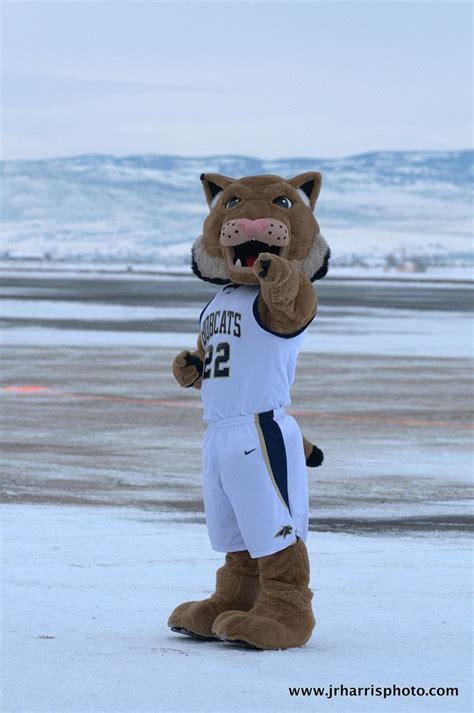 Montana State Bobcats Mascot Champ The Bobcat College Mascots Big