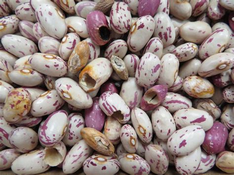Dry Edible Bean Seasonal Summary Field Crop News