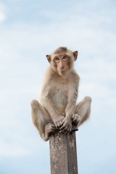 Species Of Old World Monkeys Stock Photos Royalty Free Species Of Old