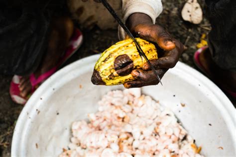 End Child Labor In West African Cocoa