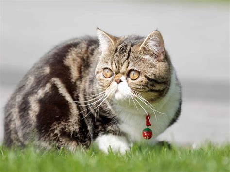 Exotic Shorthair Cat Cat Breeds Information Full Of Cats