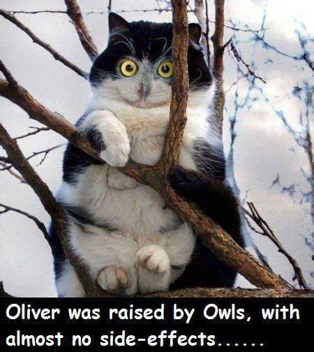 Cat Raised By Owls Cute Animals Funny Animal Pictures Funny Animals