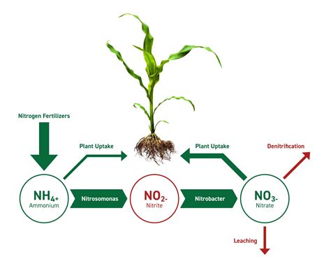 Nitrogen Cycle In Plants