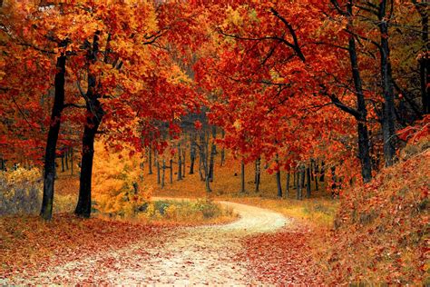 Free Images Nature Road Sunlight Leaf Fall Colourful Autumn