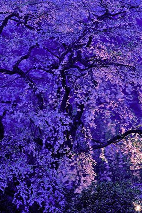 Purple Blossom Flowers Japan Japan Pinterest