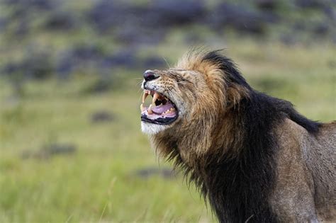 Wildtiere In Afrika Serengeti Wildlife Bei Uwe Skrzypczak