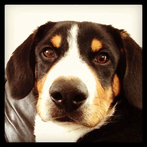 My Entlebucher Mountain Dog Just Over Five Months Manchester Rooney