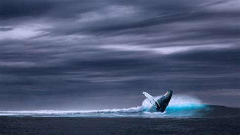 3840x2160 Blue Whale 4k Hd Cool Wallpaper Ocean Sky Ocean Waves