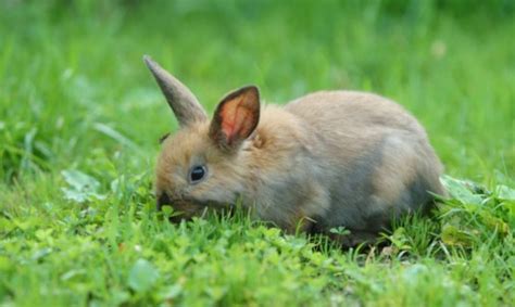 Can My Rabbit Eat Grass Dos And Donts Of Eating Grass