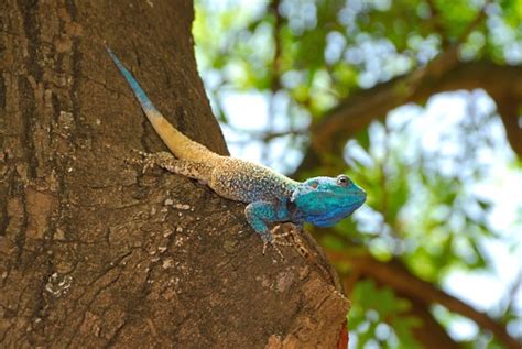 Blue Headed Tree Agama Stock Photo Download Image Now Agama Kruger