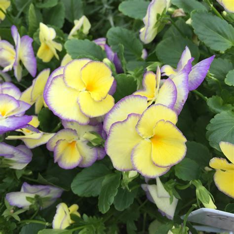 Viola Perennial Pansy Full Sun Perennials Pansies Flowers