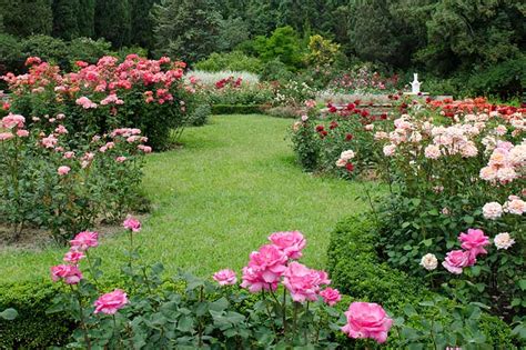 How To Plan A Rose Garden Gardeners Path