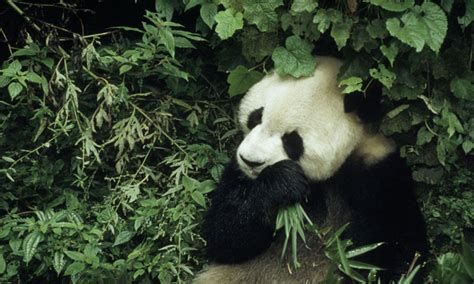 Giant Pandas Endangered Animals