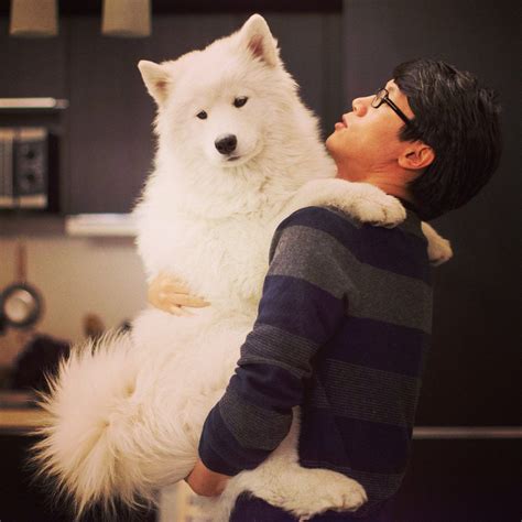 14 Pictures Of Samoyed Dogs That Can Cheer You Up Petpress Some