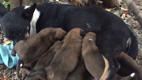 Breastfeeding Dog Mom With 8 Puppies Youtube