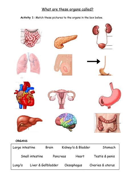 Organs Body Parts Medicine And Health Vocabulary Worksheet